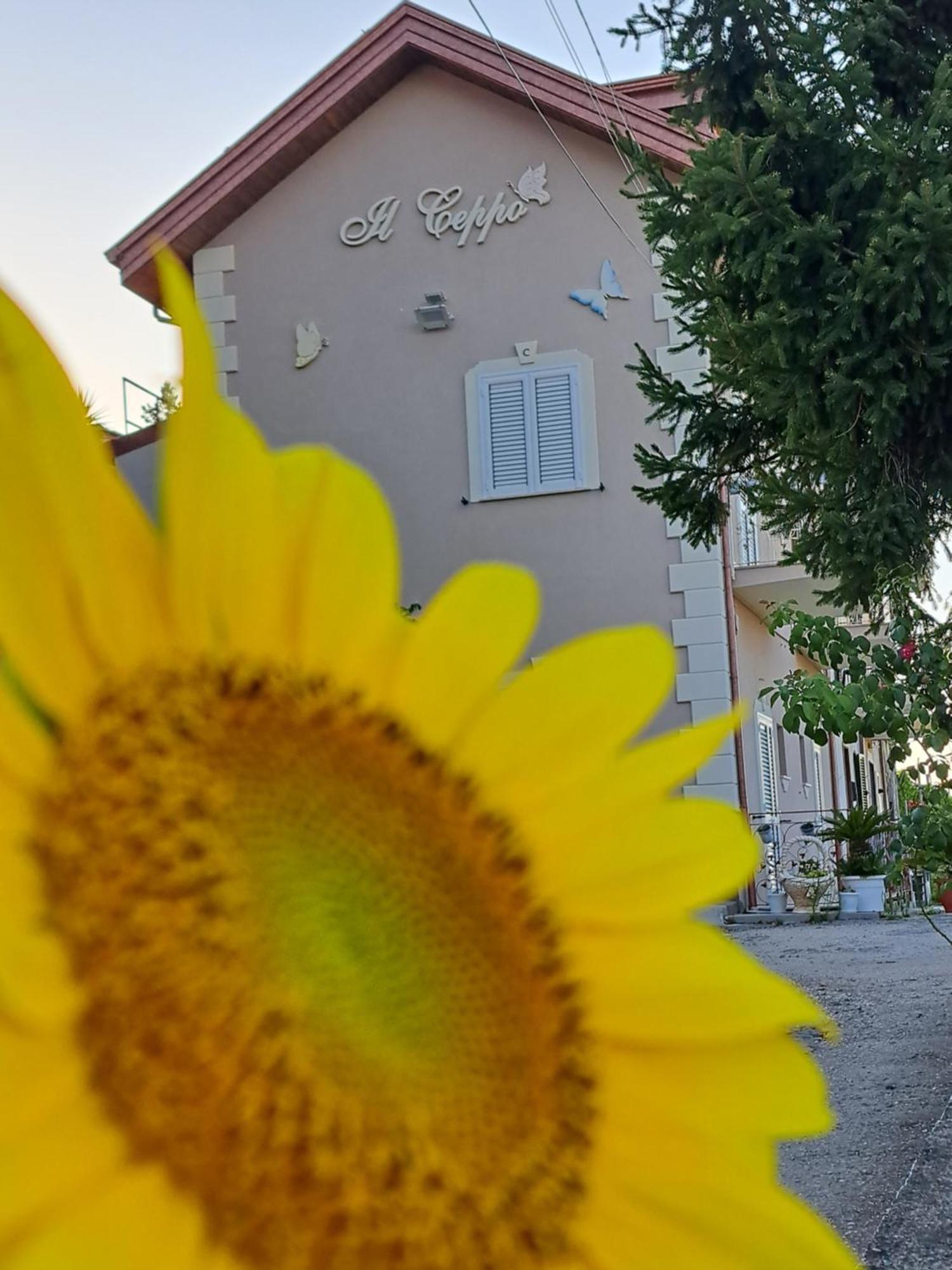 Bed and Breakfast Il Ceppo Sui Sentieri Per Amalfi à Pimonte Extérieur photo